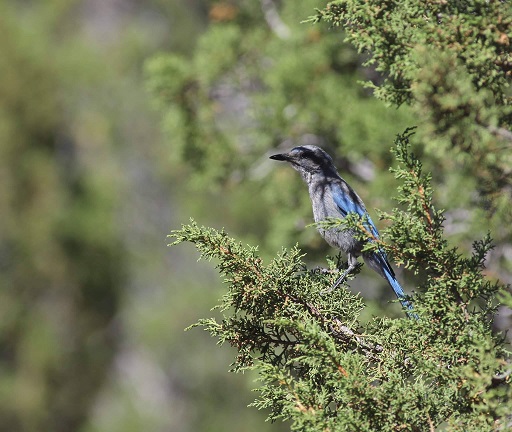 * Regal Mexican Jay *